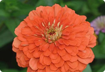 Zinnia 'Coral Beauty'