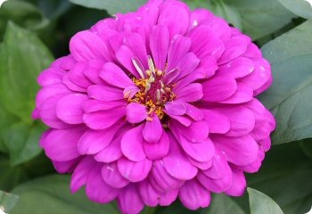 Zinnia 'Dark Violet'