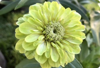 Zinnia 'Envy'