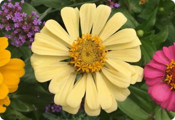 Zinnia 'Isabellina'