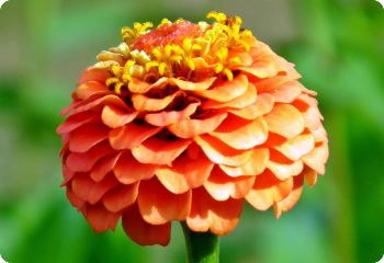 Zinnia Lilliput orange