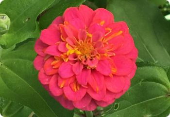 Zinnia Lilliput salmon