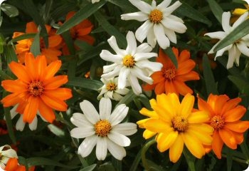 Zinnia linearis 'Classic Zinnia'