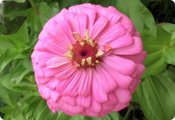 zinnia luminosa pink