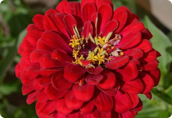 Zinnia 'Meteor'