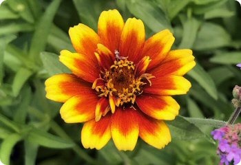 Zinnia 'Old Mexico'