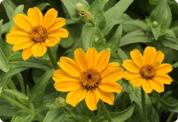 Zinnia 'Old Mexico'