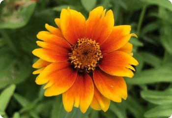 Zinnia 'Old Mexico'