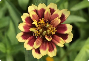 Zinnia 'Old Mexico'