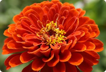 Zinnia 'Oriole'