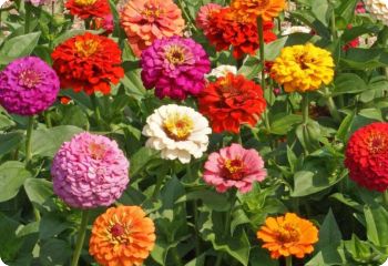 Zinnia 'Pumila Mix'