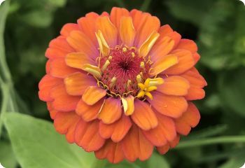 Zinnia 'Pumila'