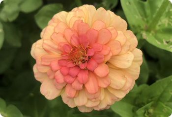 Zinnia 'Pumila'