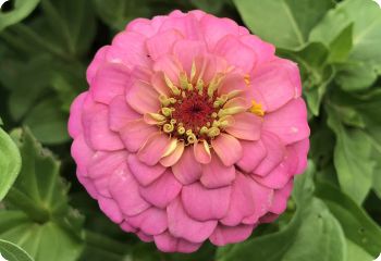 Zinnia 'Pumila'