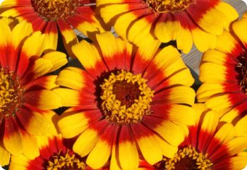 Zinnia 'Sombrero'