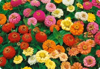 Zinnia 'Thumbelina Mix'