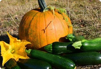 Zucchini 'Black Beauty'