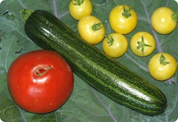 Zucchini 'Cocozelle'