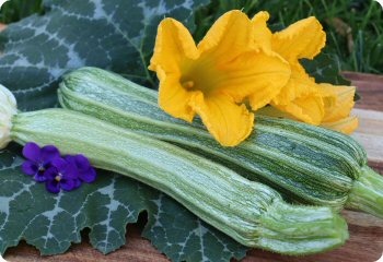 Zucchini 'Costata Romanesco'