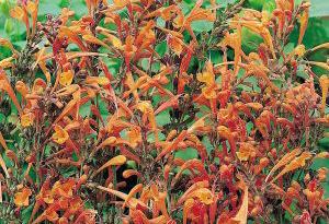 Agastache aurantiaca 'Apricot Sprite'