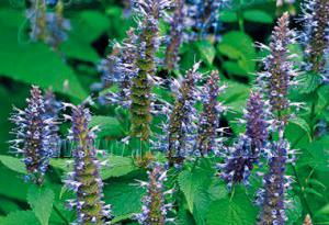 Agastache rugosa 'Korean Zest'