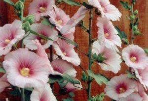 Hollyhock 'Indian Spring'