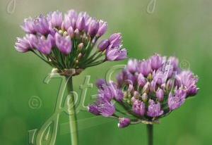 Allium angulosum