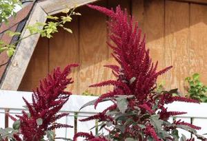 Amaranth 'Elena's Rojo'