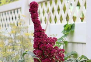 Amaranth 'Elephant Head'