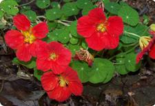 nasturtium seeds