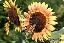 sunflower seeds