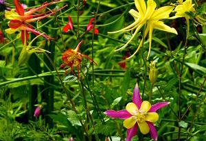 Aquilegia 'McKana Giants'