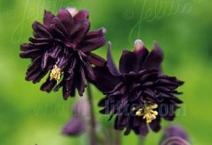 Aquilegia vulgaris 'Black Barlow'