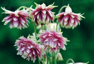 Aquilegia vulgaris 'Nora Barlow'