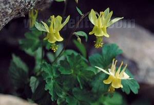 Aquilegia flavescens