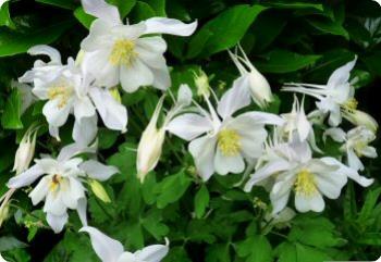 Aquilegia 'Crystal Star'