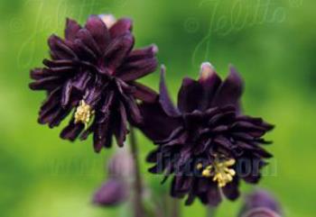aquilegia vulgaris black barlow