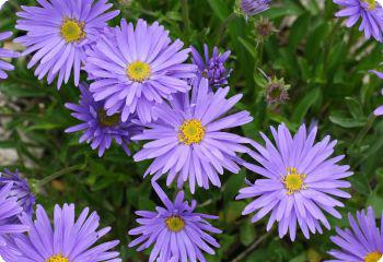 Aster alpinus 'Goliath'