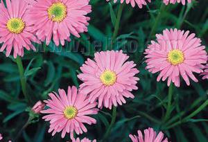 Aster alpinus 'Pinkie'