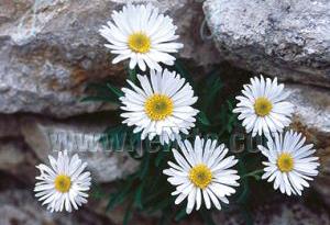 Aster alpinus 'White Beauty'