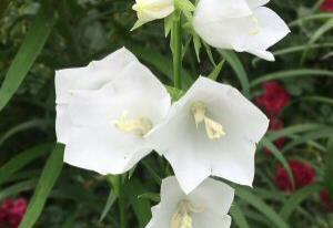 Campanula persicifolia Alba