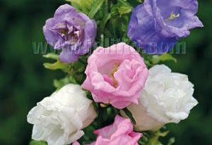 Campanula medium 'Double Mix'