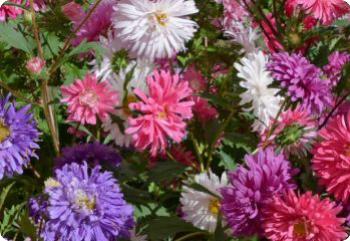 China Aster 'Crego Mix'