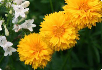 Coreopsis grandiflora Sunray