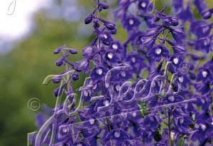 Delphinium elatum