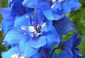 Delphinium 'Blue Bird'
