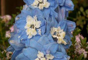 Delphinium 'Summer Skies'