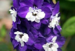 Delphinium 'King Arthur'