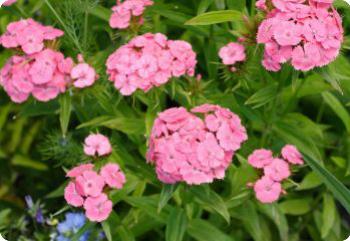 Dianthus barbatus 'Pink Beauty'