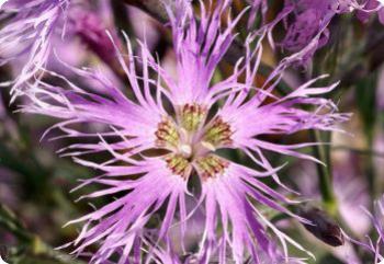 Dianthus 'Rainbow Loveliness'